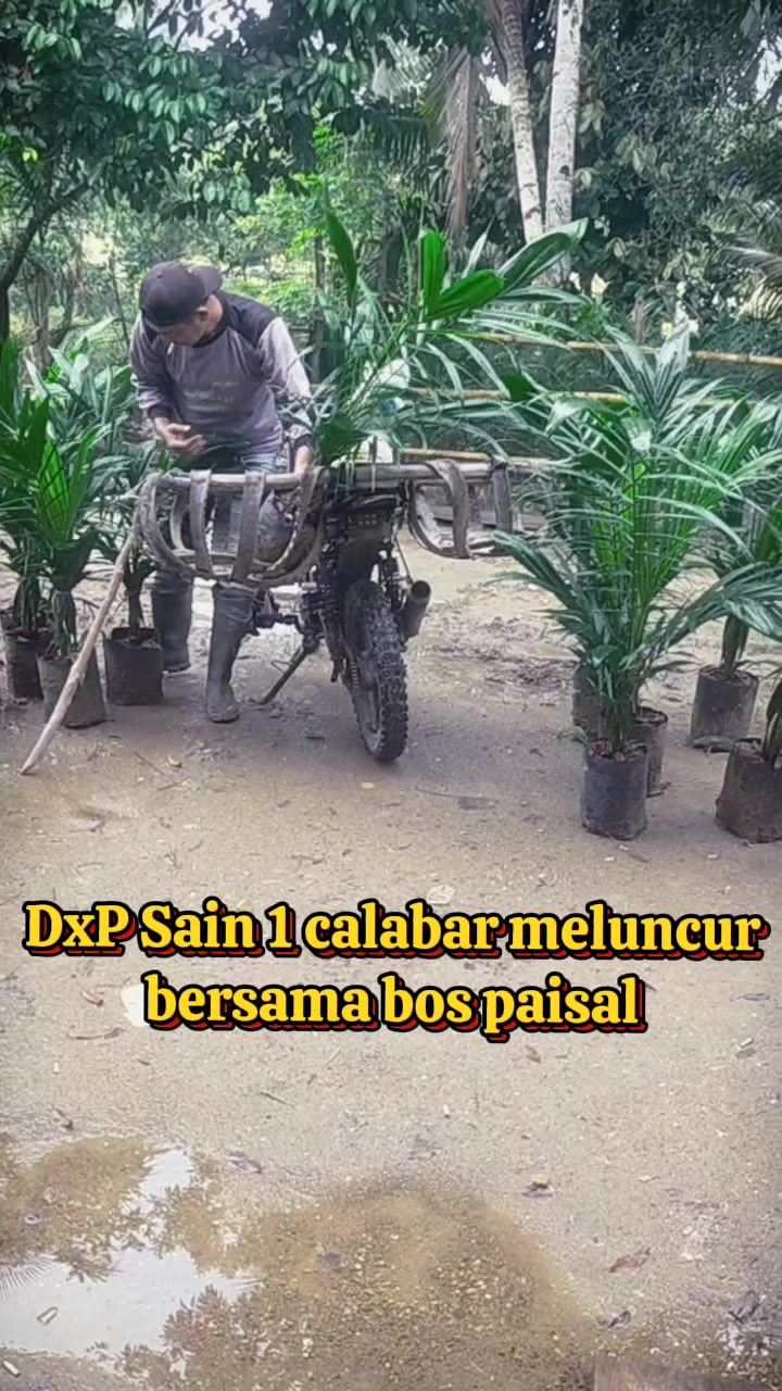@sawit muratara