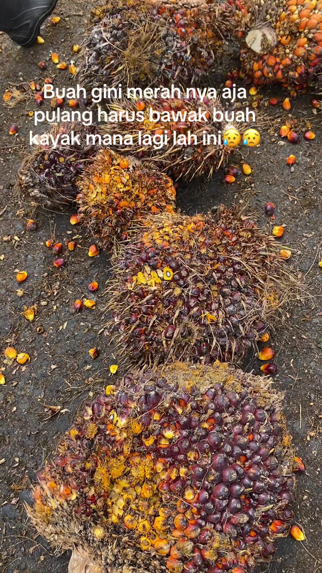 @angga kusuma