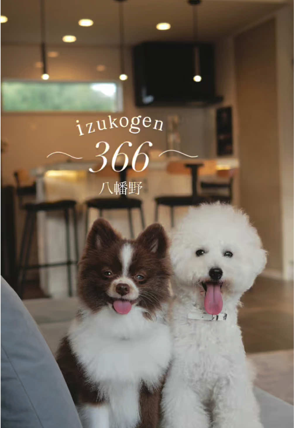 @ぽてたぬブラザーズ