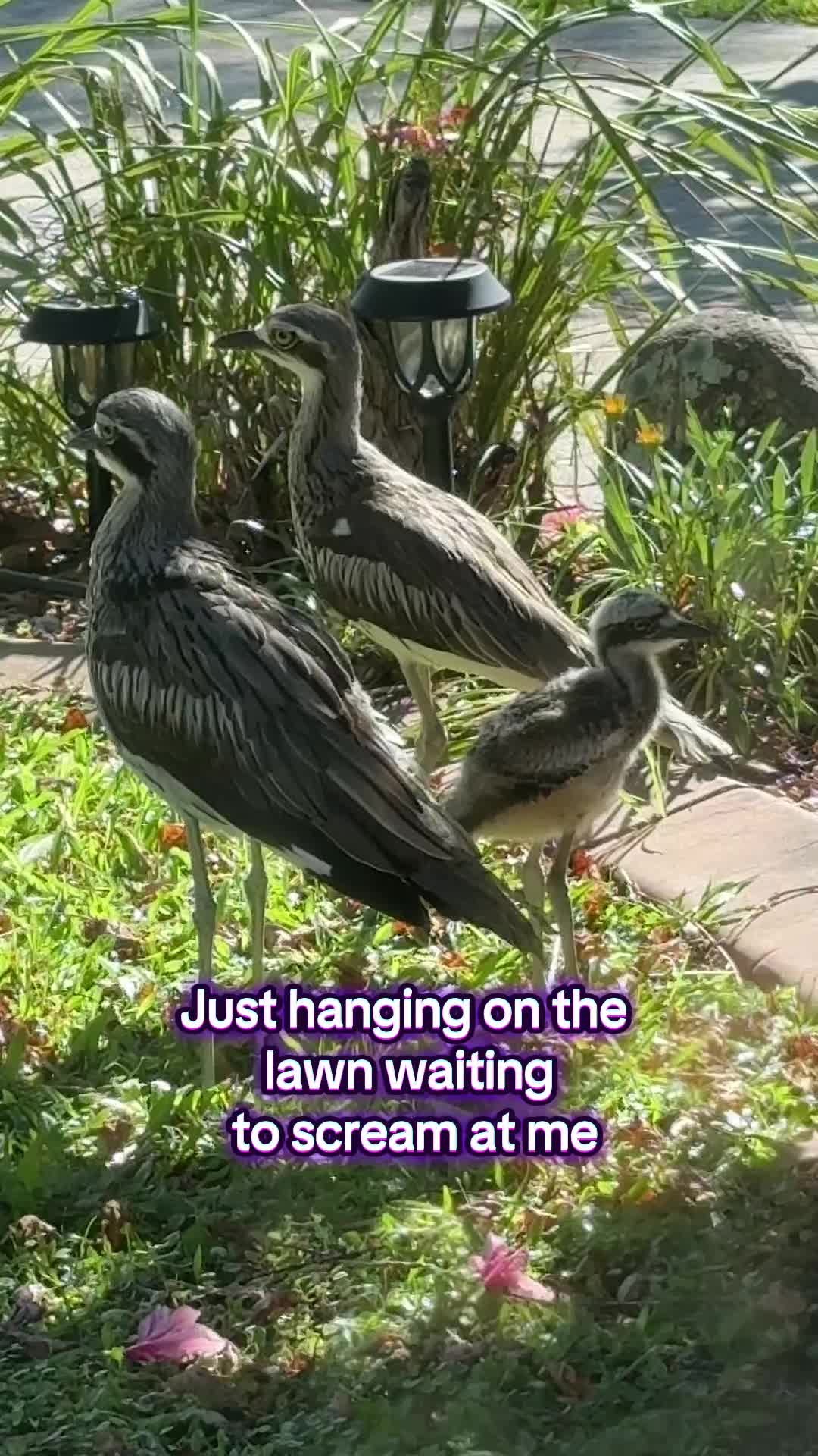 @V Aussie