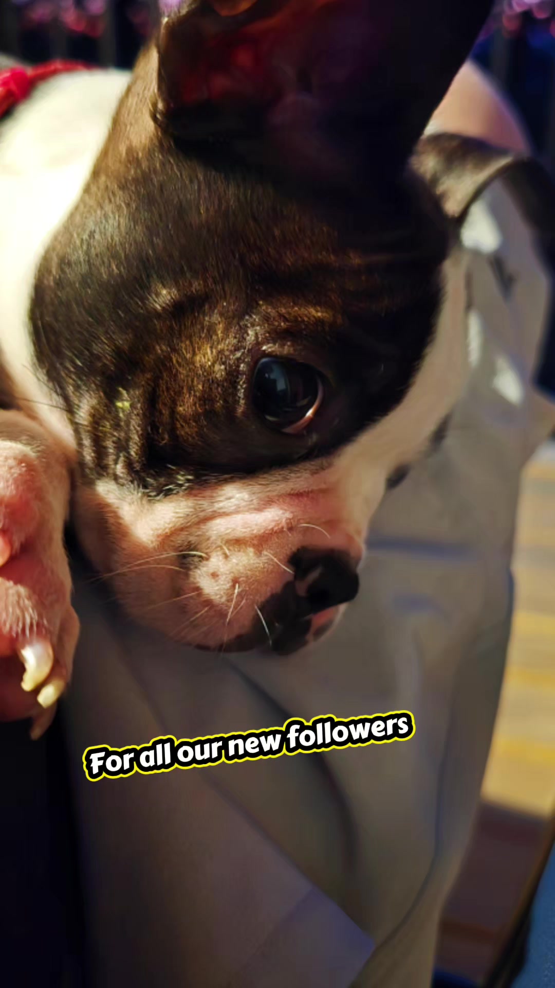 @Sir Leo the Terrier