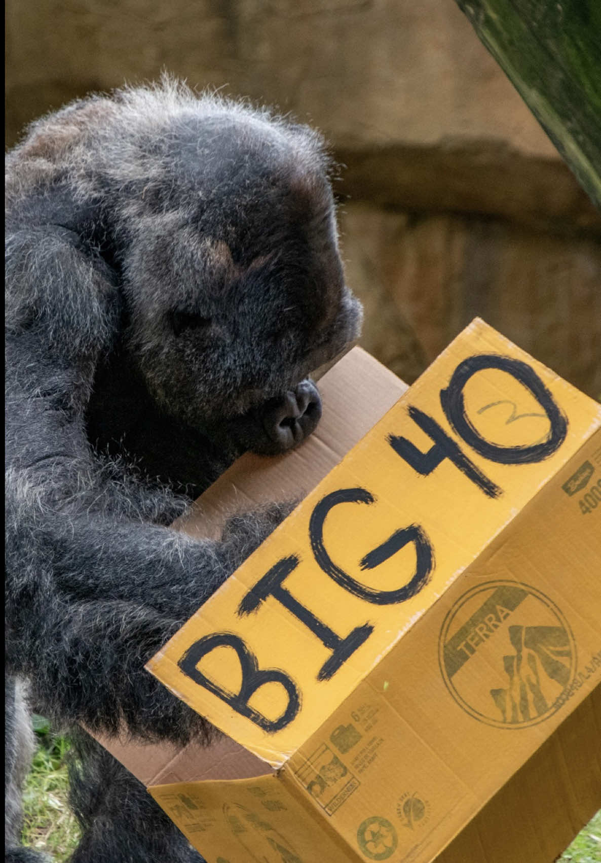 @memphiszoo
