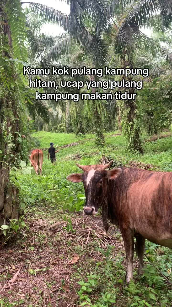 @Sari Damanik