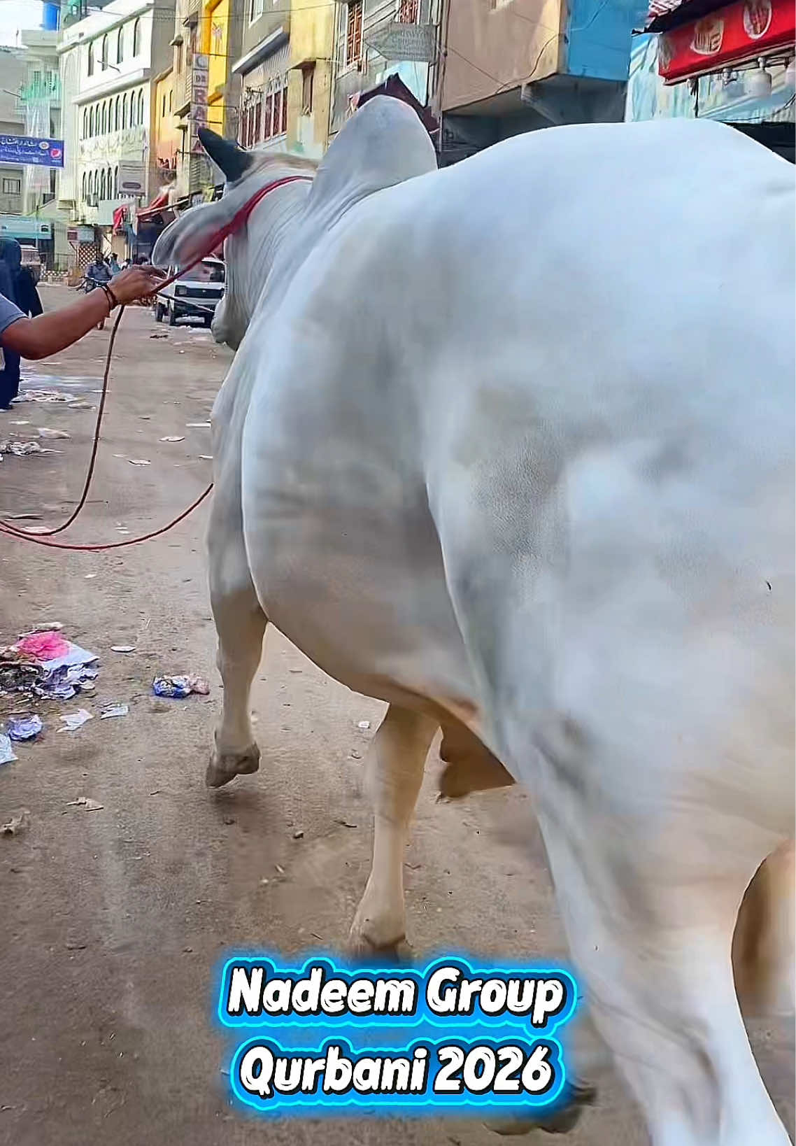 @Karachi Bull lovers