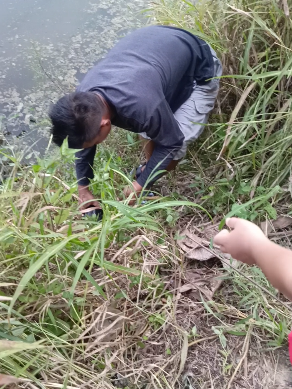 @Suarrez Master Kangkung