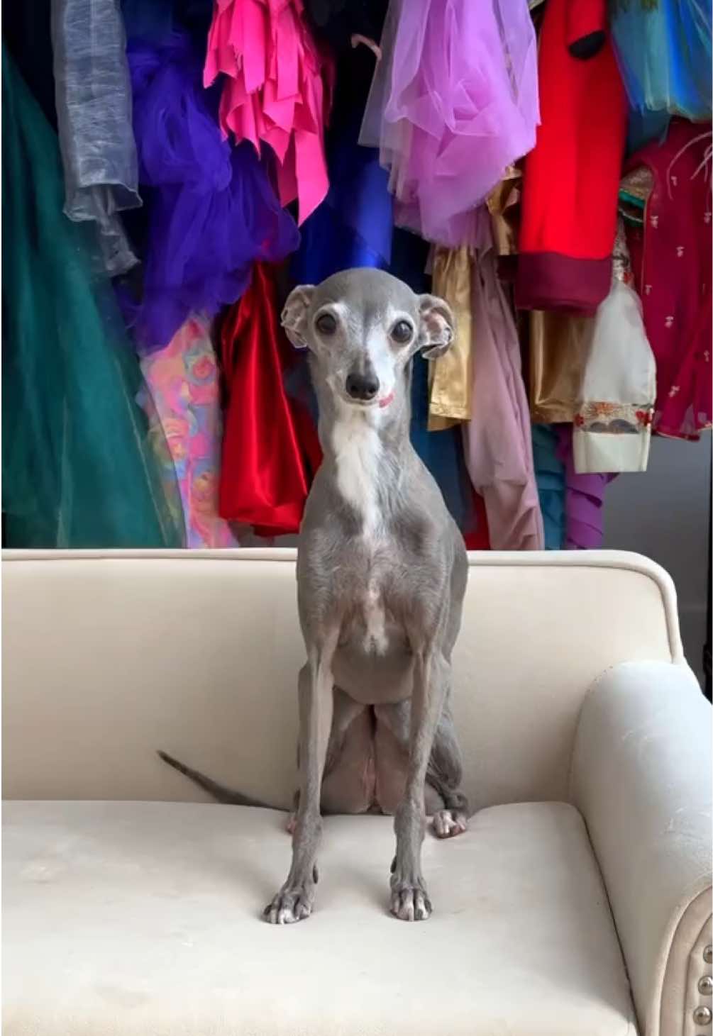 @tikatheiggy