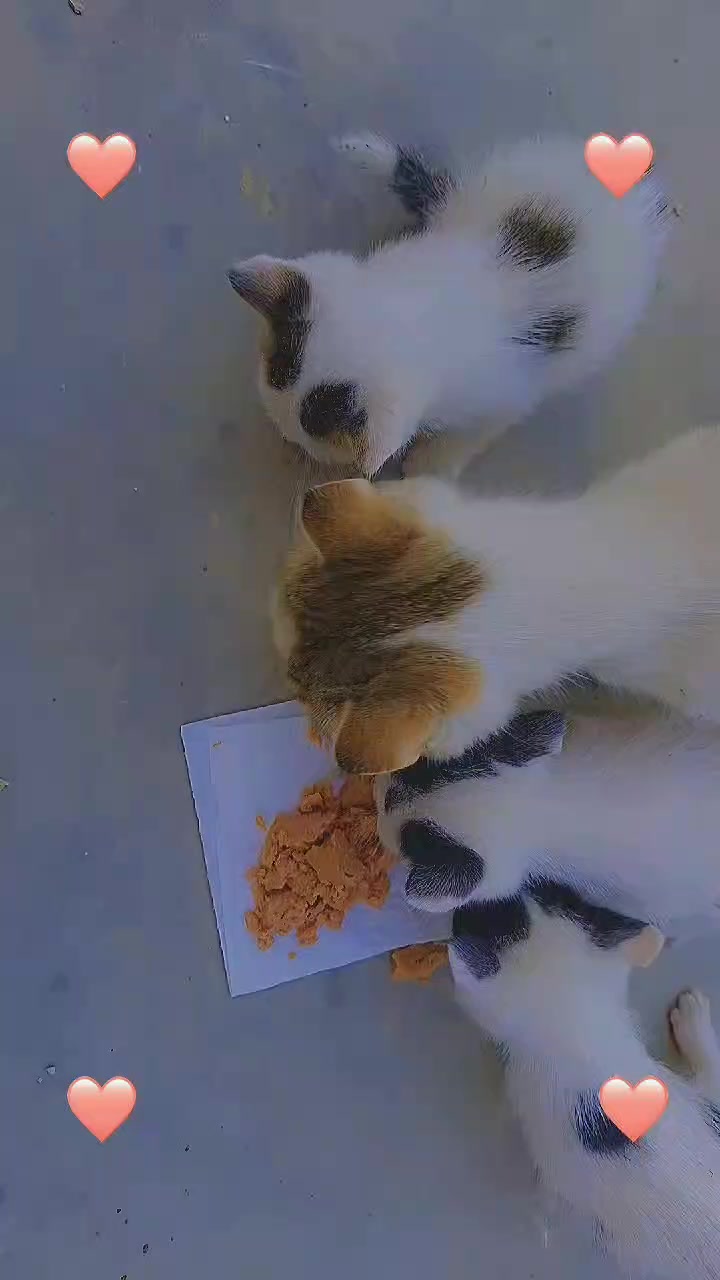 @cutequeen123