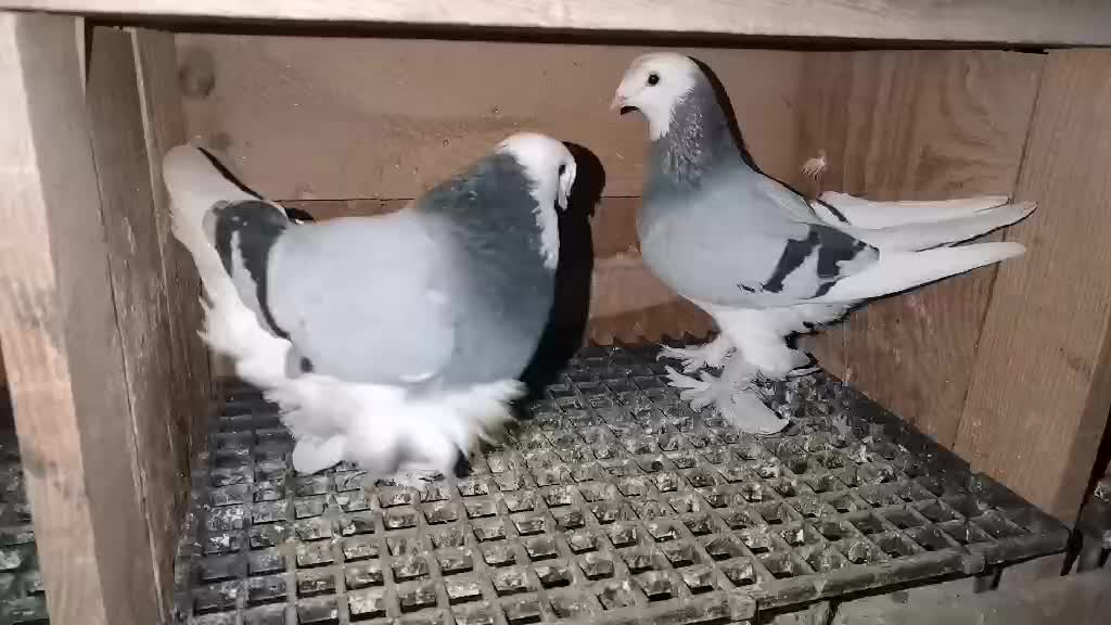 @&ccedil;arşambalı