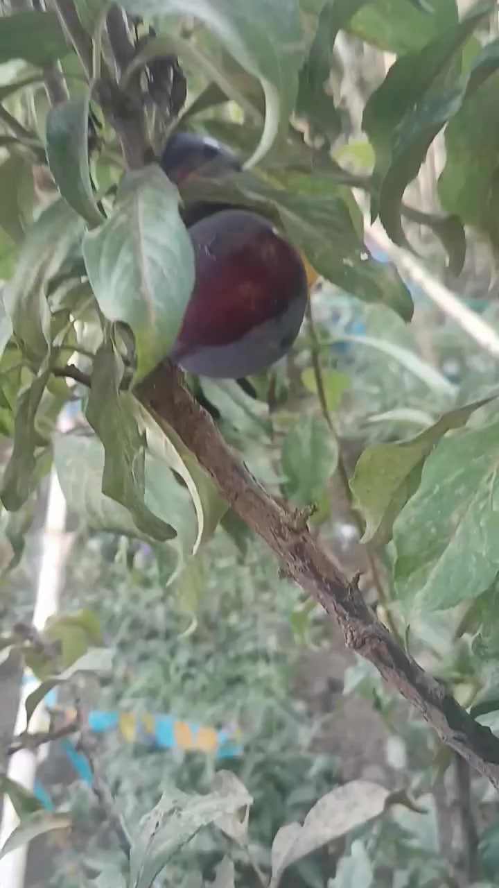 @مشتلة عبدالله