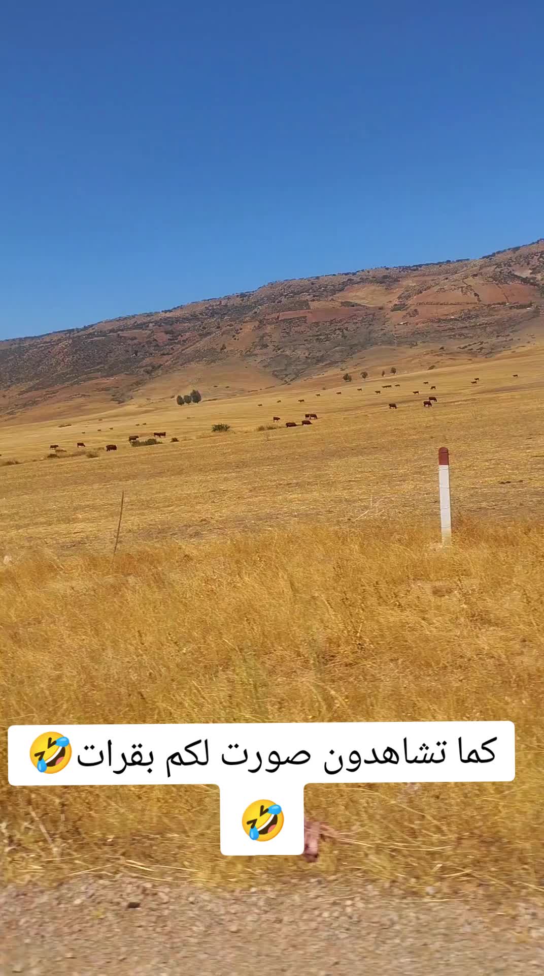 @ghaya 777