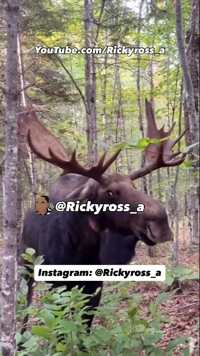 @Rickyross_a