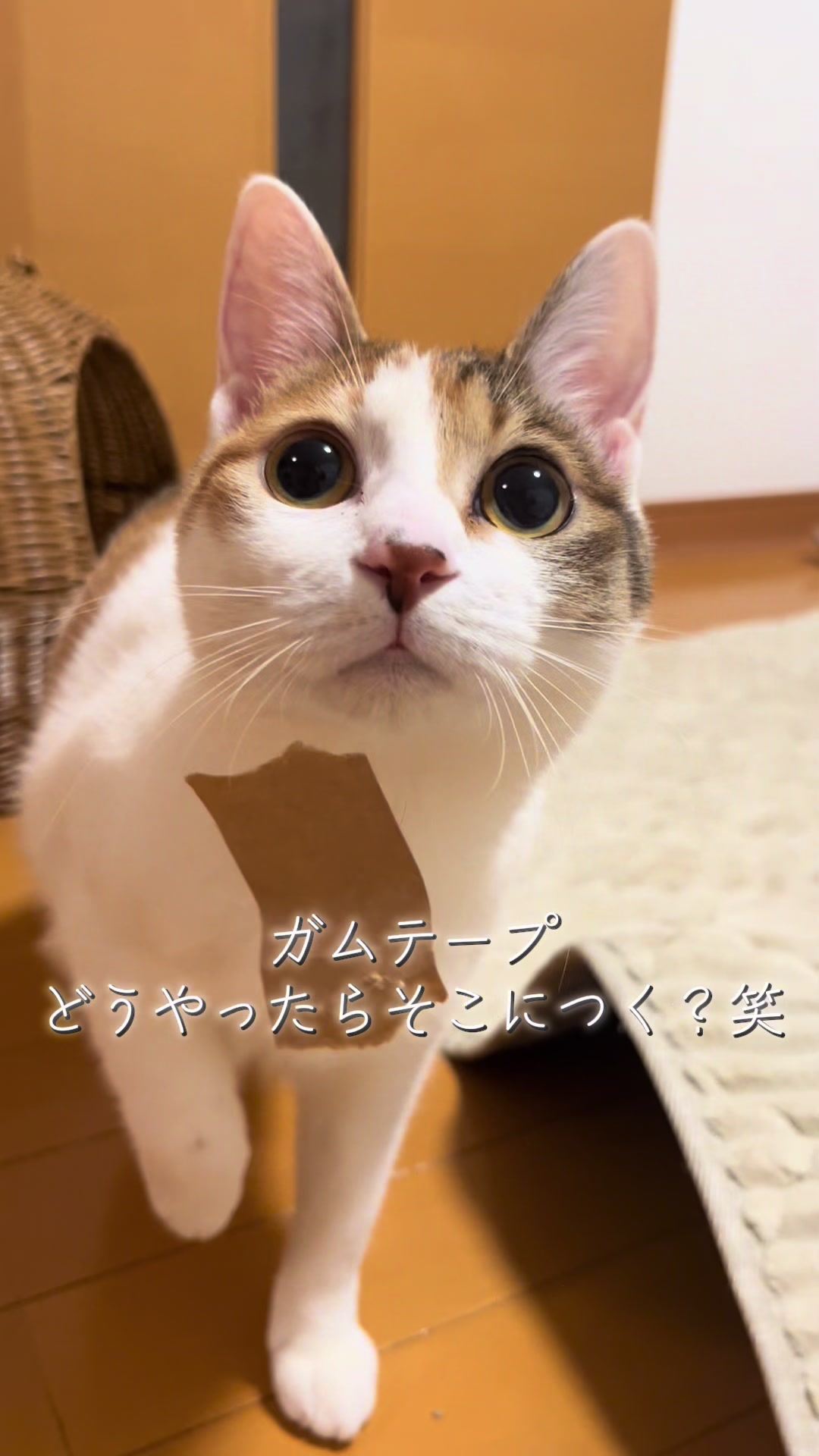 @ふくらんうみ🍶