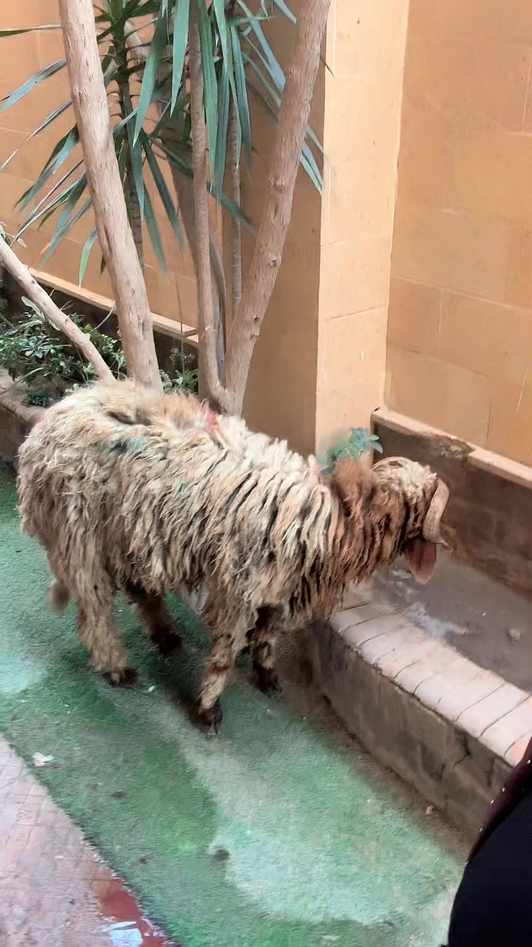 @boosy - بوسي