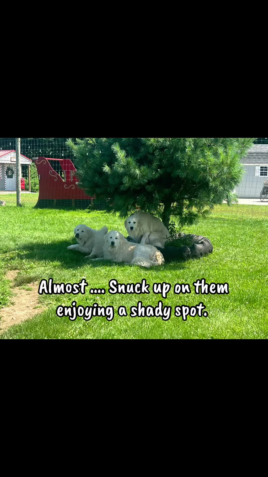 @ReindeerMagicLady