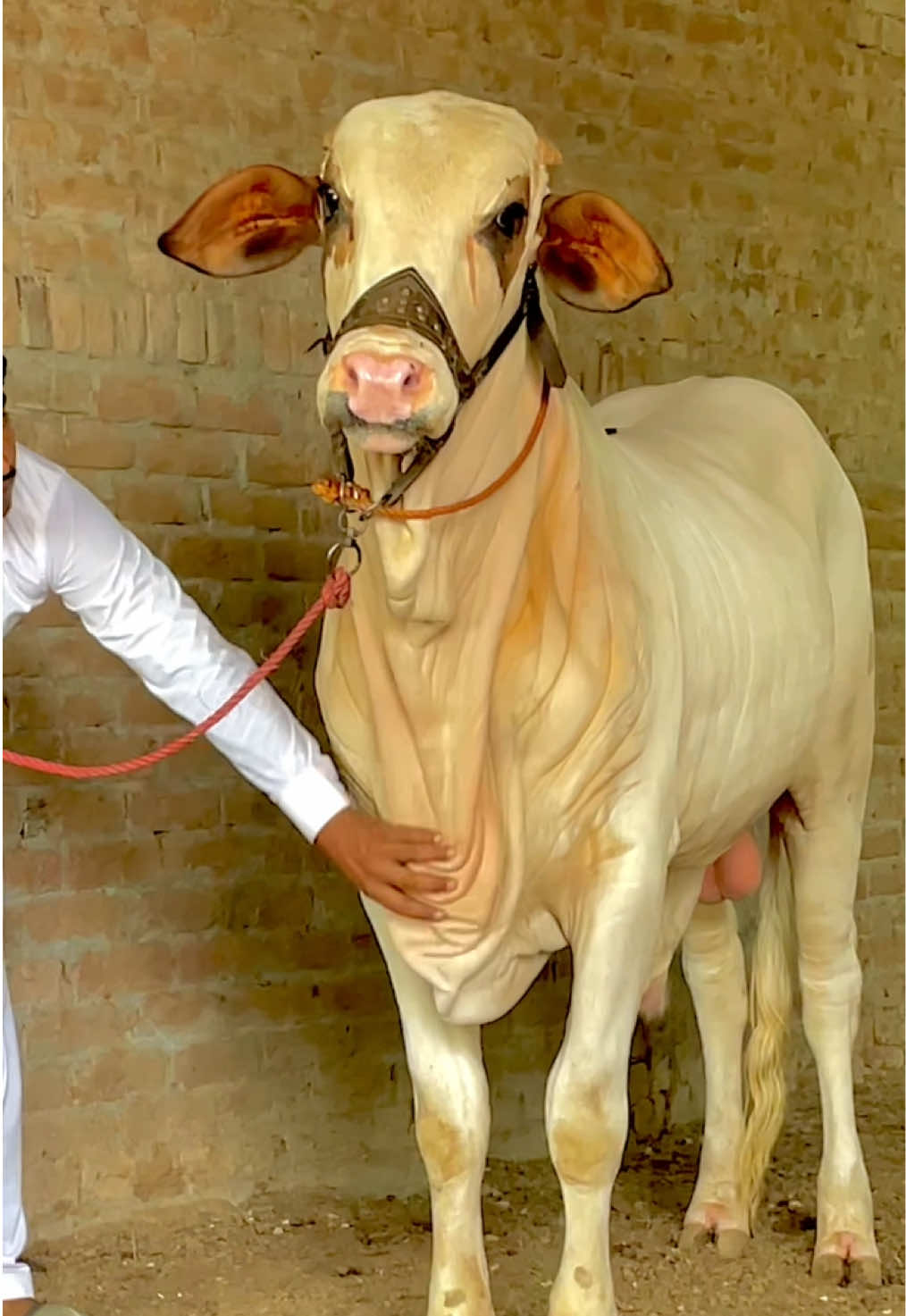 @Ustad Jee Cattle Farm