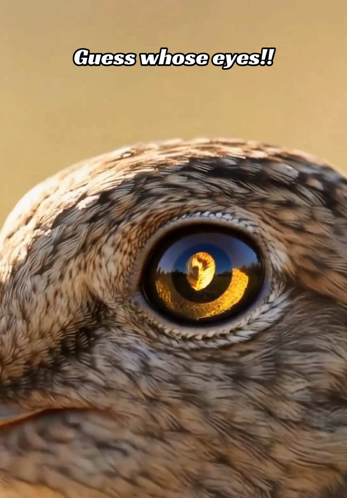 @Unique Bird Facts