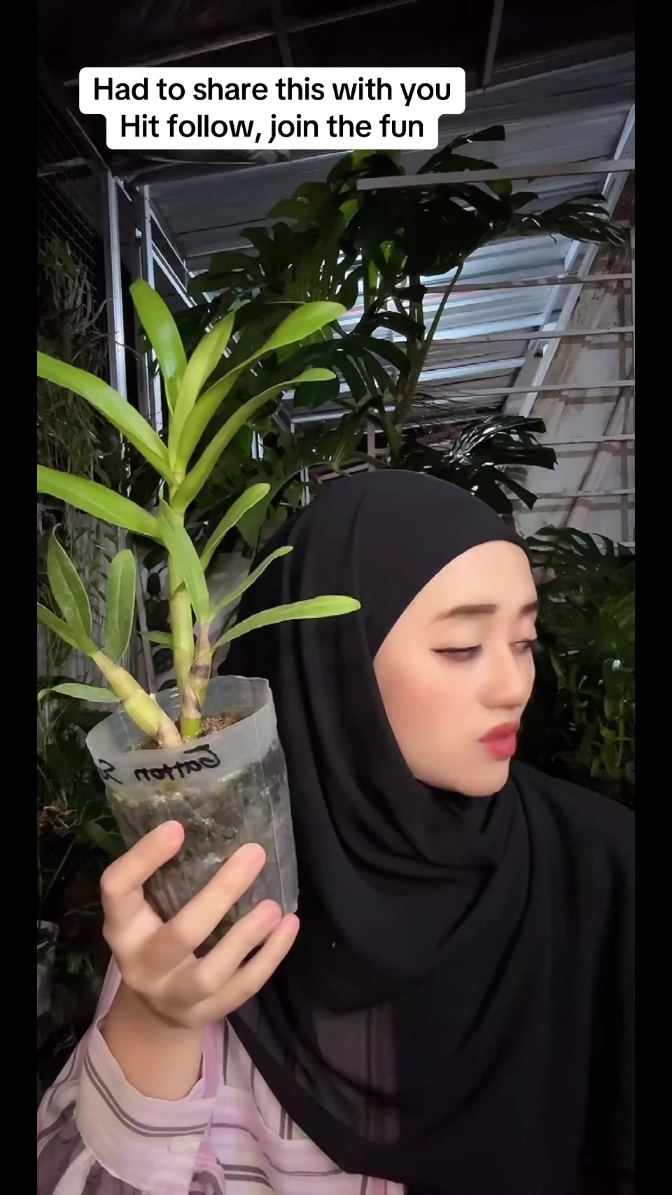 @Anggina Orchid