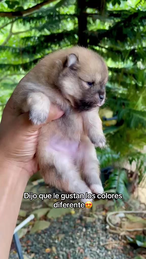 @Dogsr_rd1