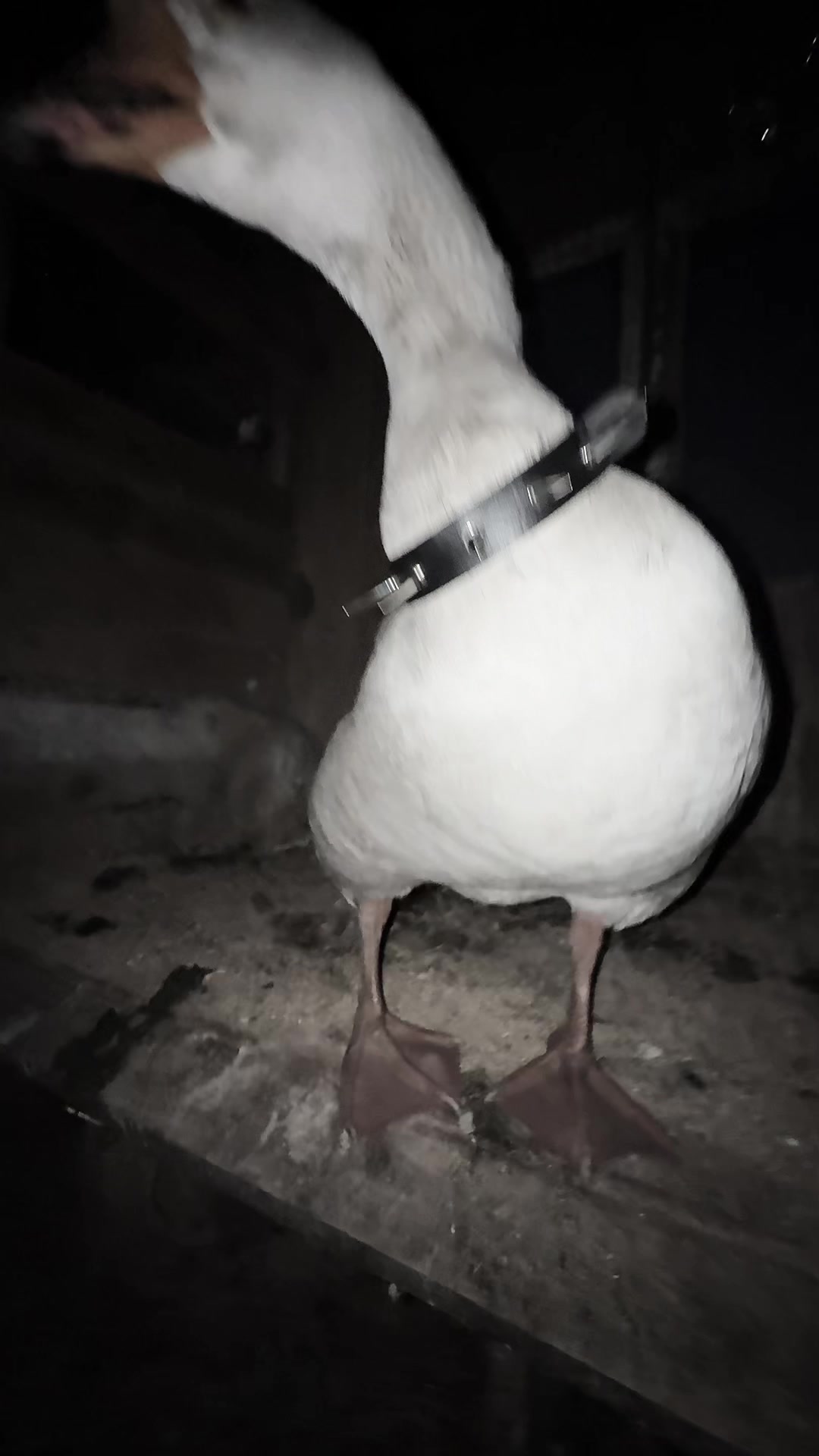 @goose_semyon