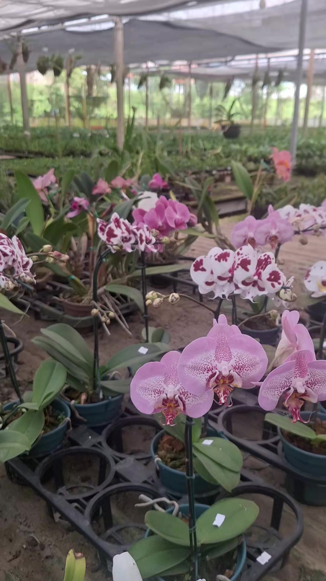 @Orquidário Fernando