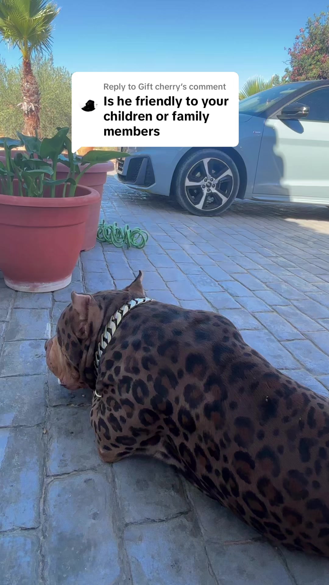 @deanthedogman1