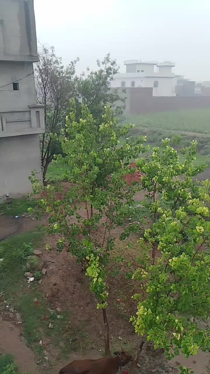 @RANAbabar619