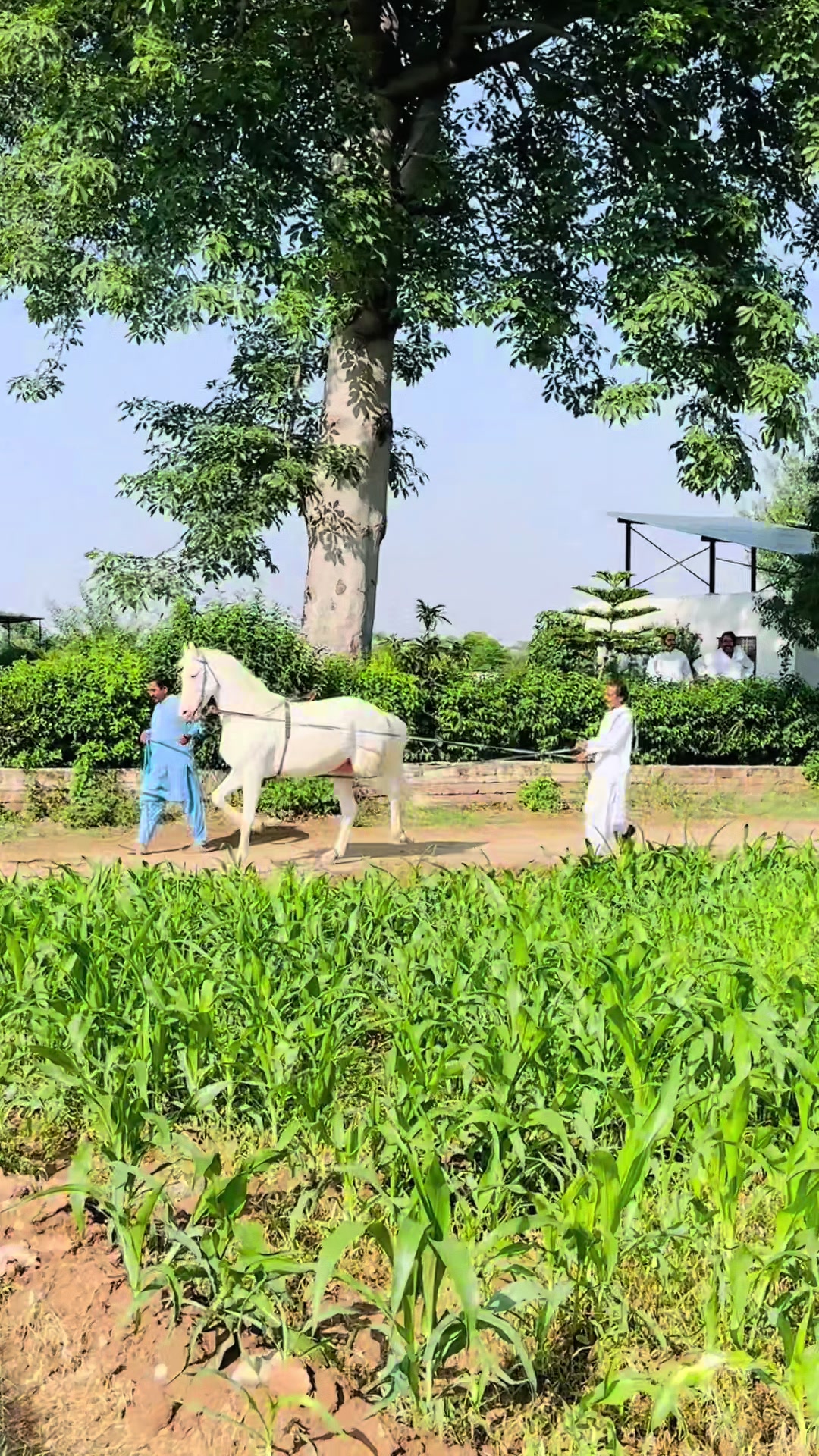 @☀️SUNRISE 🐎FARMS Rawalpindi
