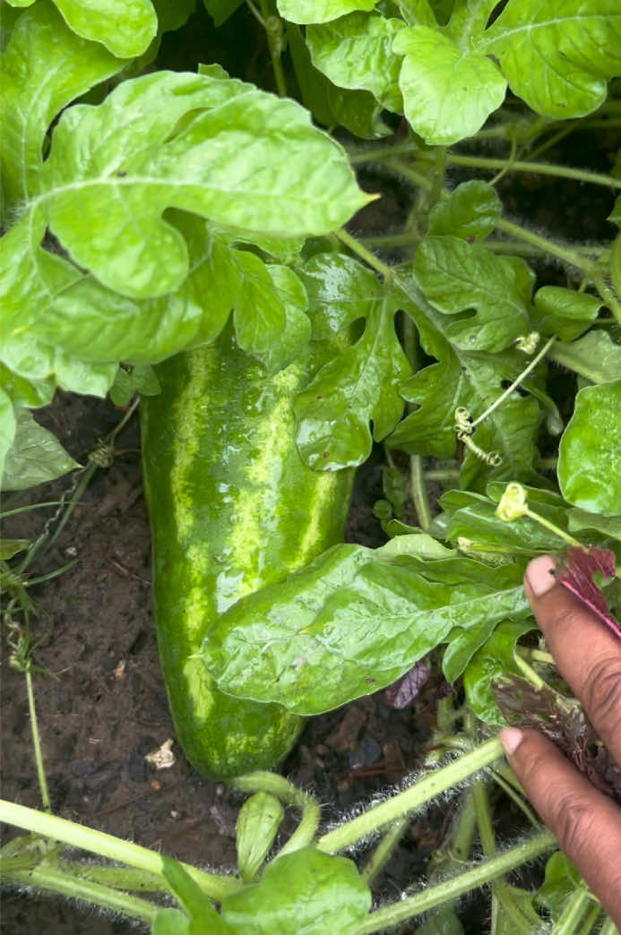 @Gardening4ME