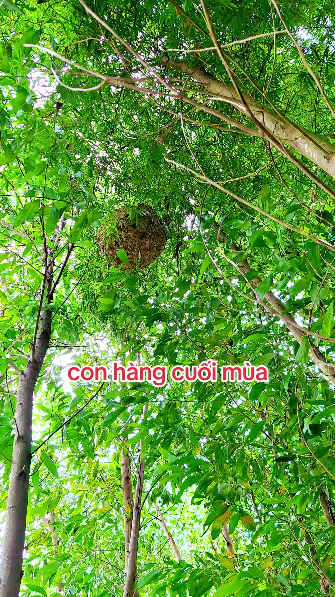@Kết Nối Đam Mê Ong