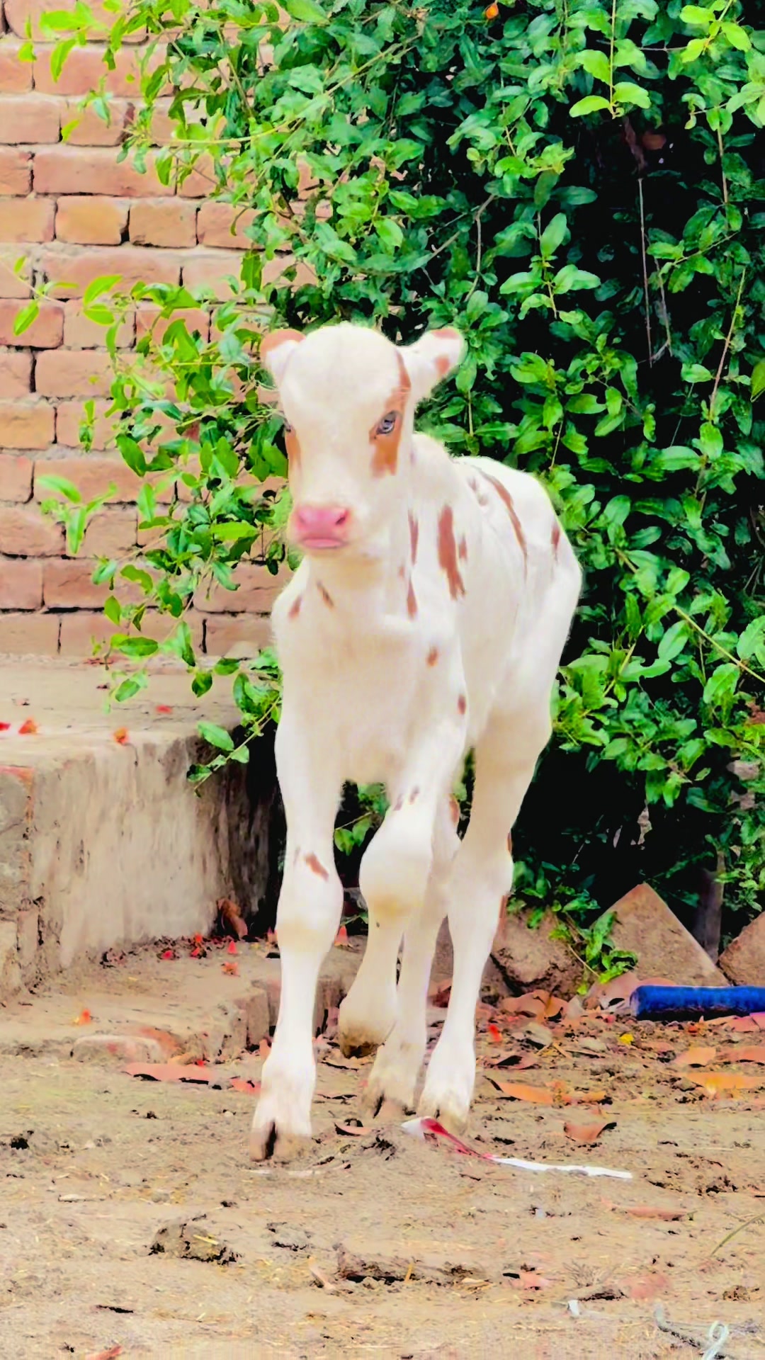 @Unique Cattle Farm