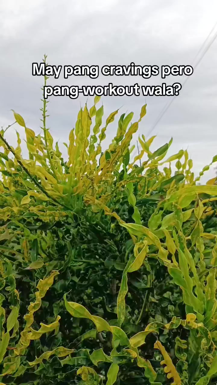 @Makoy na Koykoy 2
