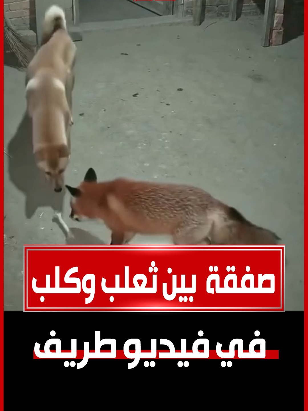 @nextnews