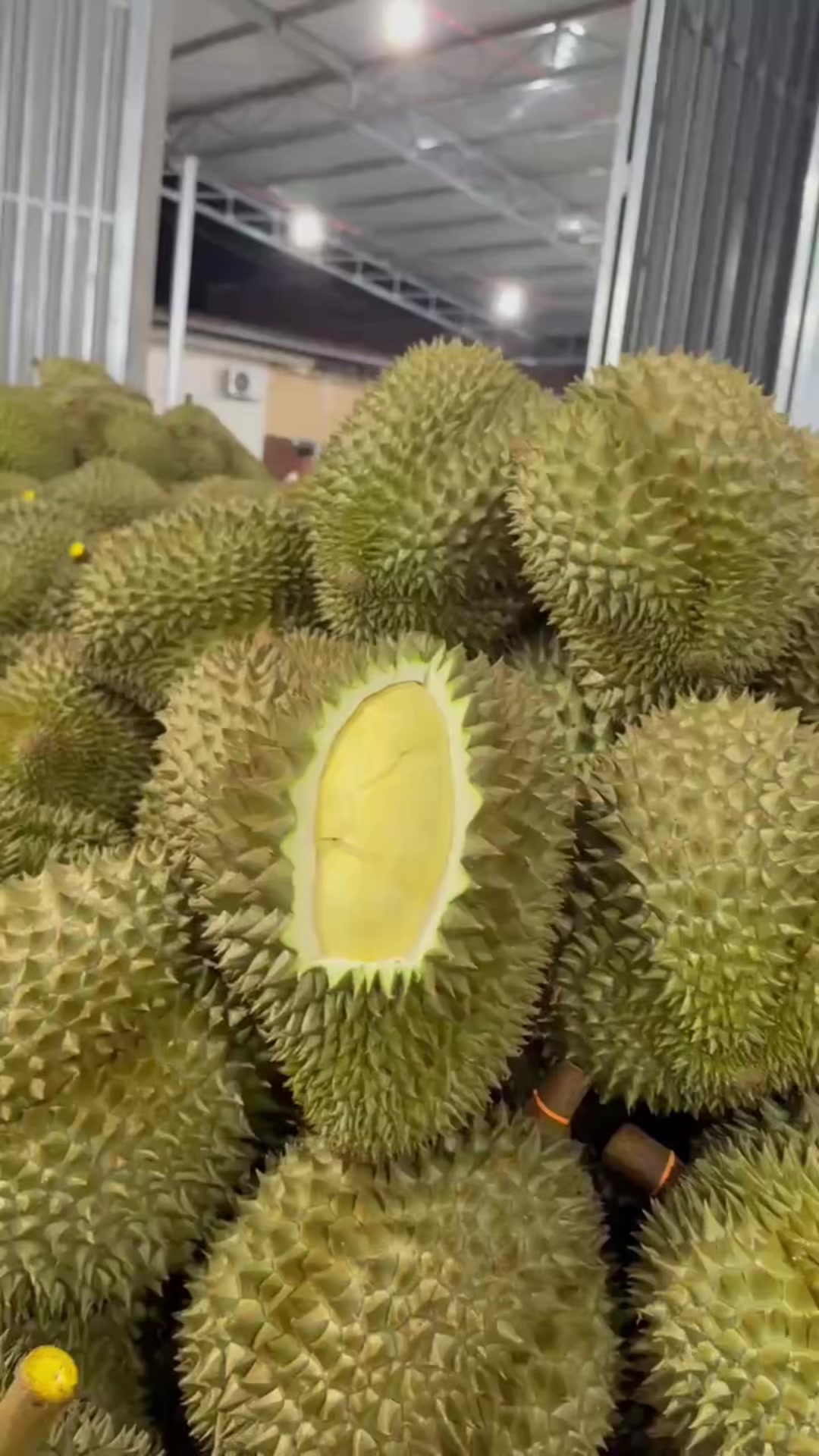 @mansaurienglan168