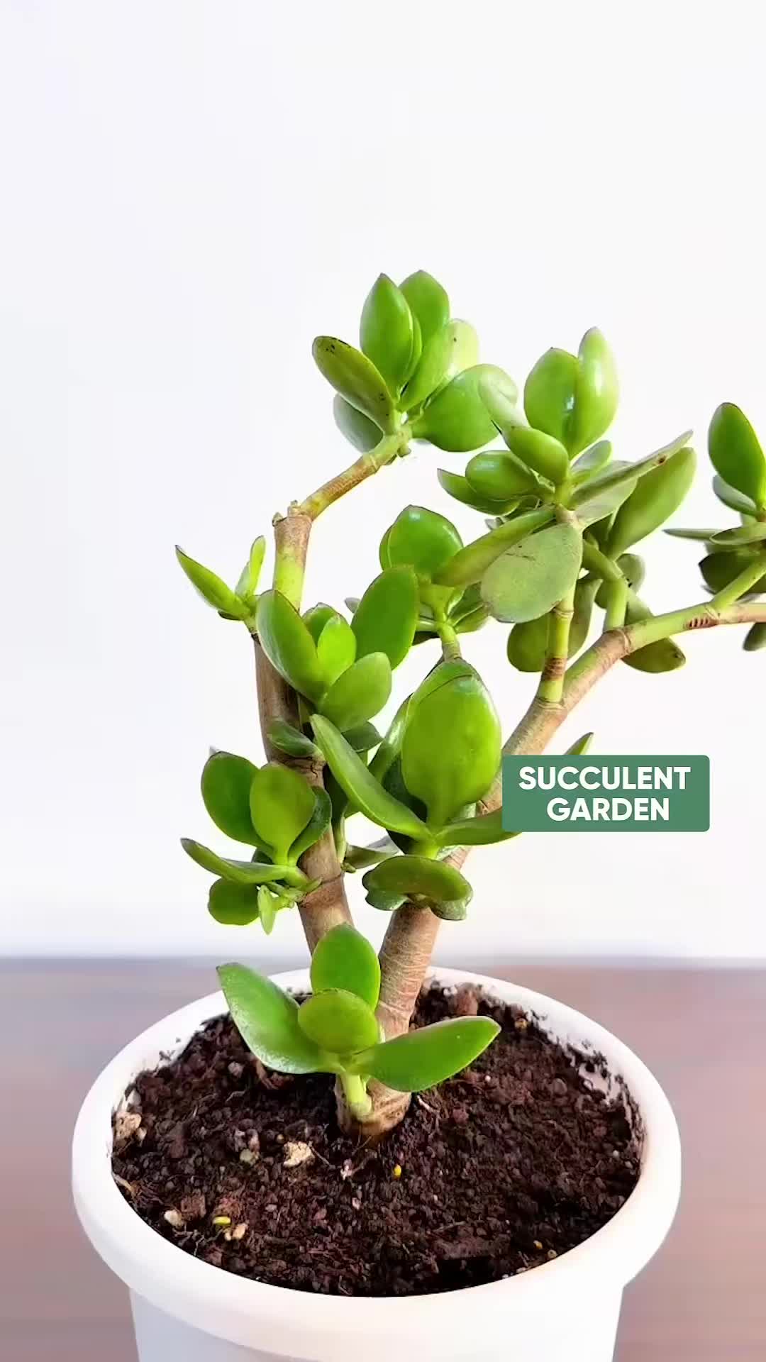 @Korean_Socculents