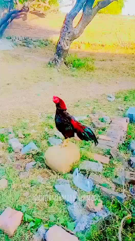 @Zohaib