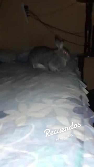 @Yamileth Membreño