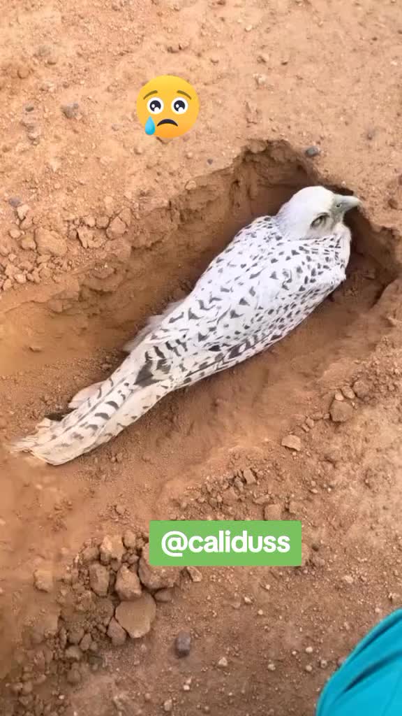 @الشاهين البحري🇲🇦