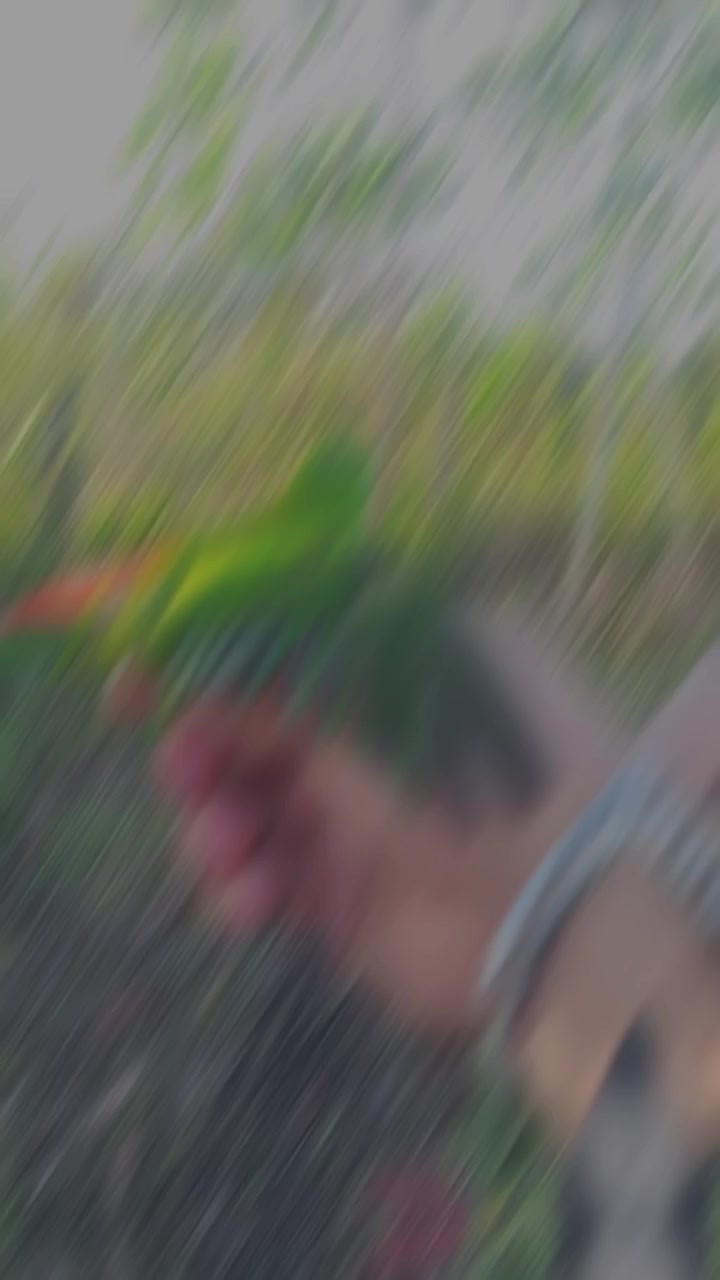 @king srindit👑🦜