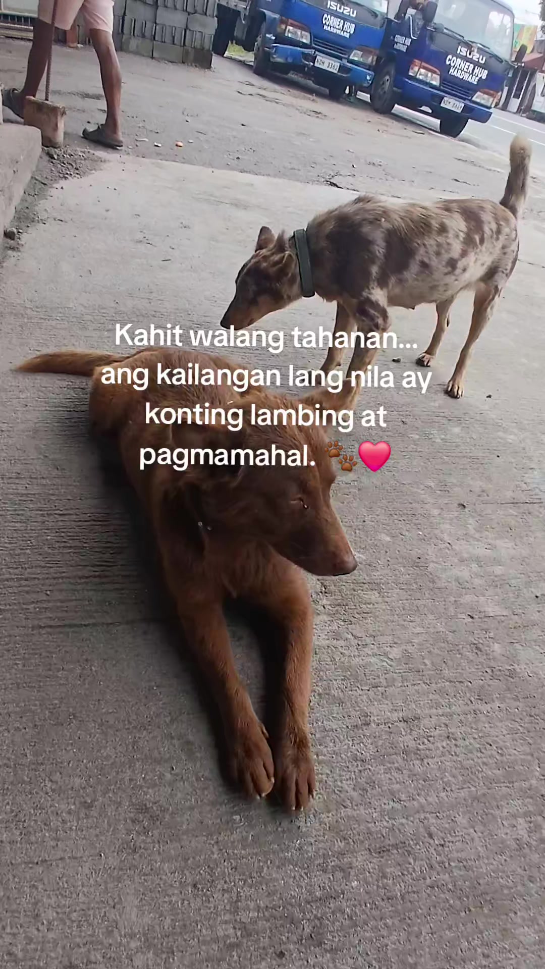 @renantepet