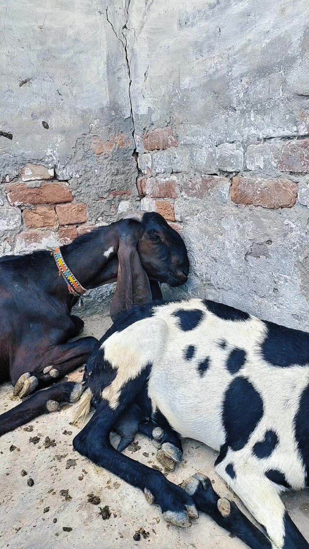 @Alsyed Goat Farm
