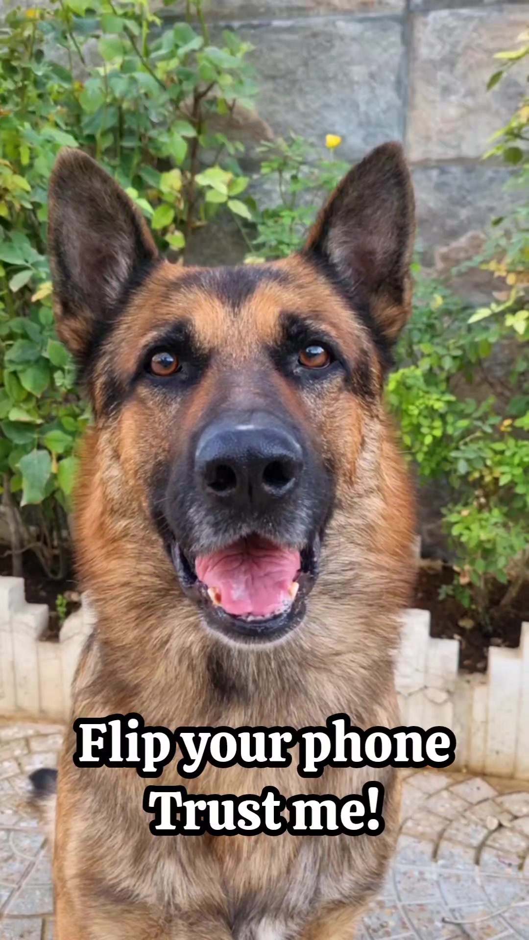 @germansheperd.Rexi