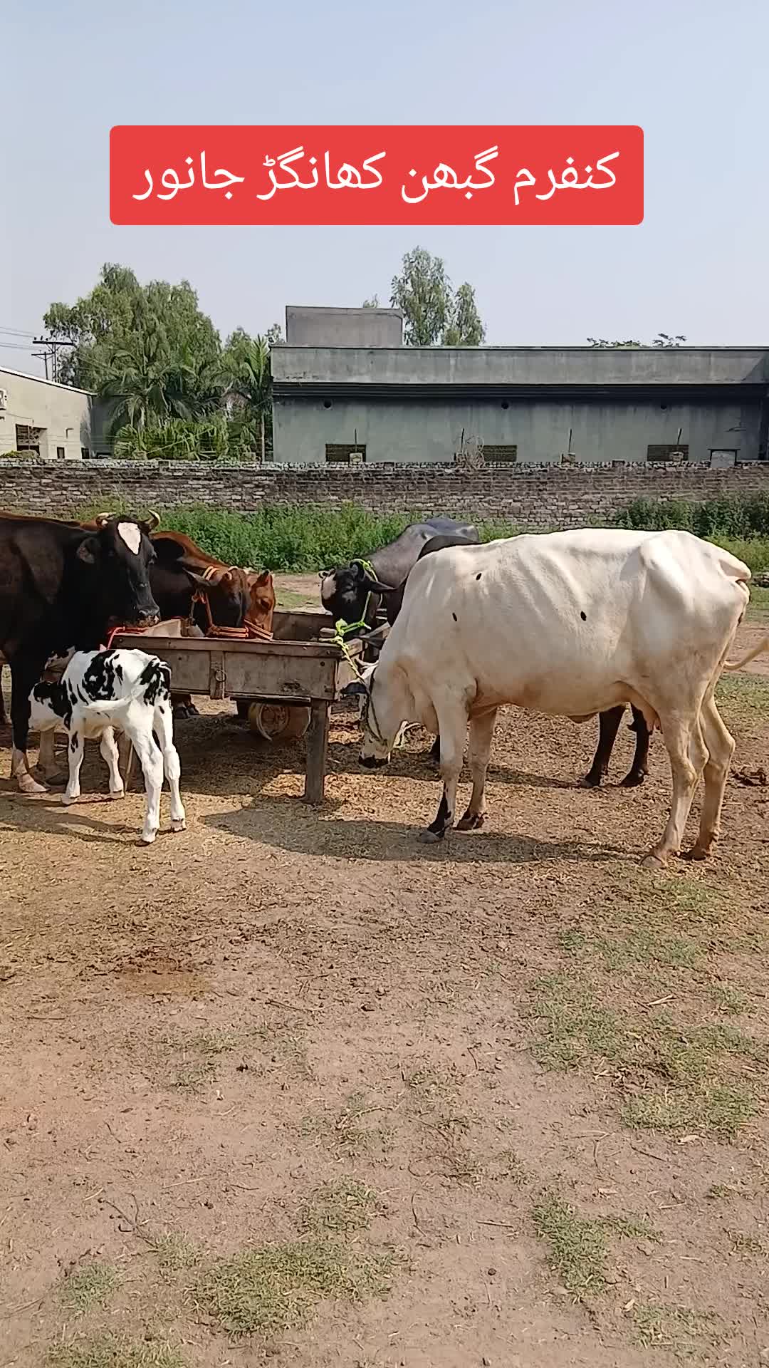 @Farming and Business Ideas