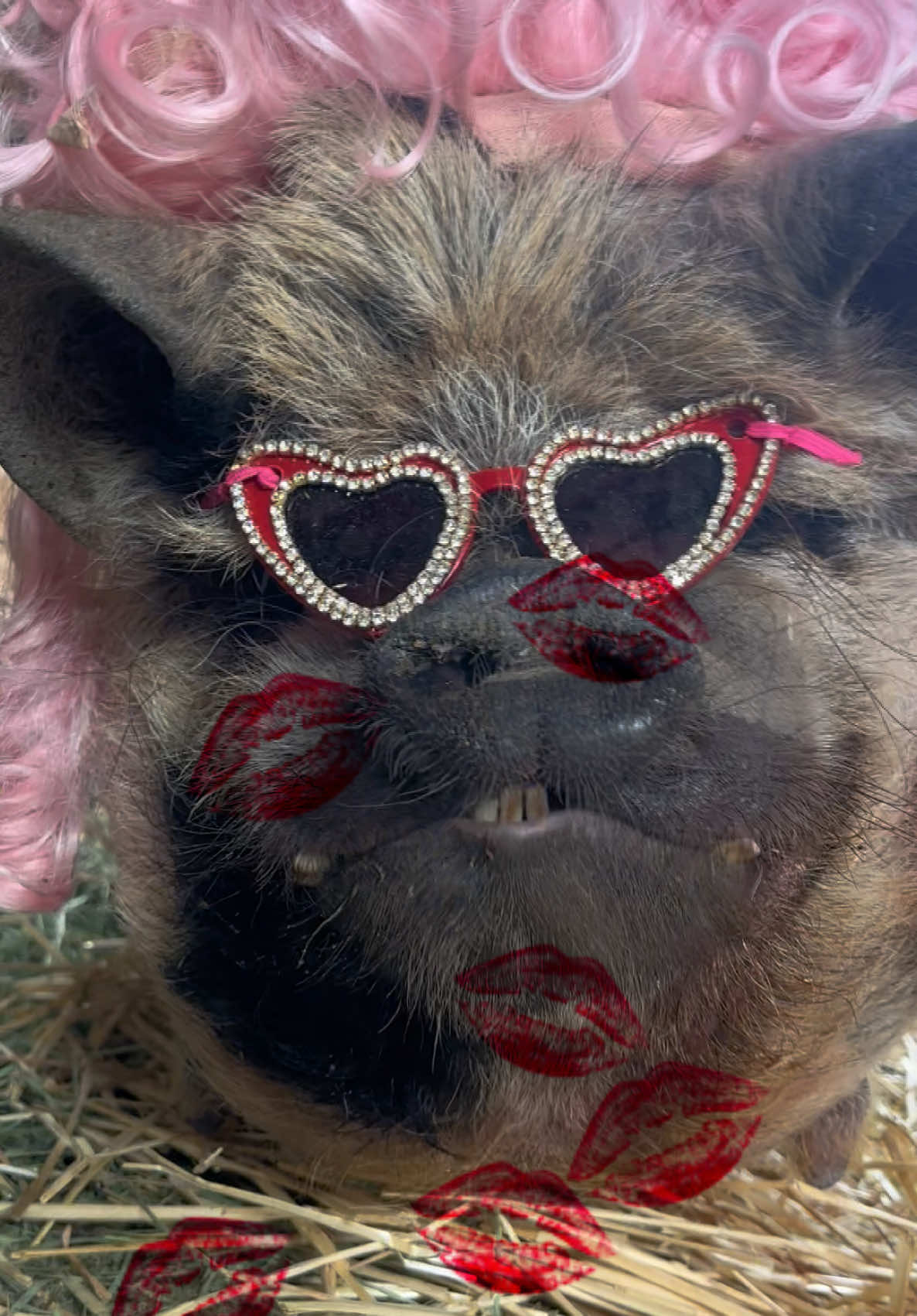 @thewinstonthepig