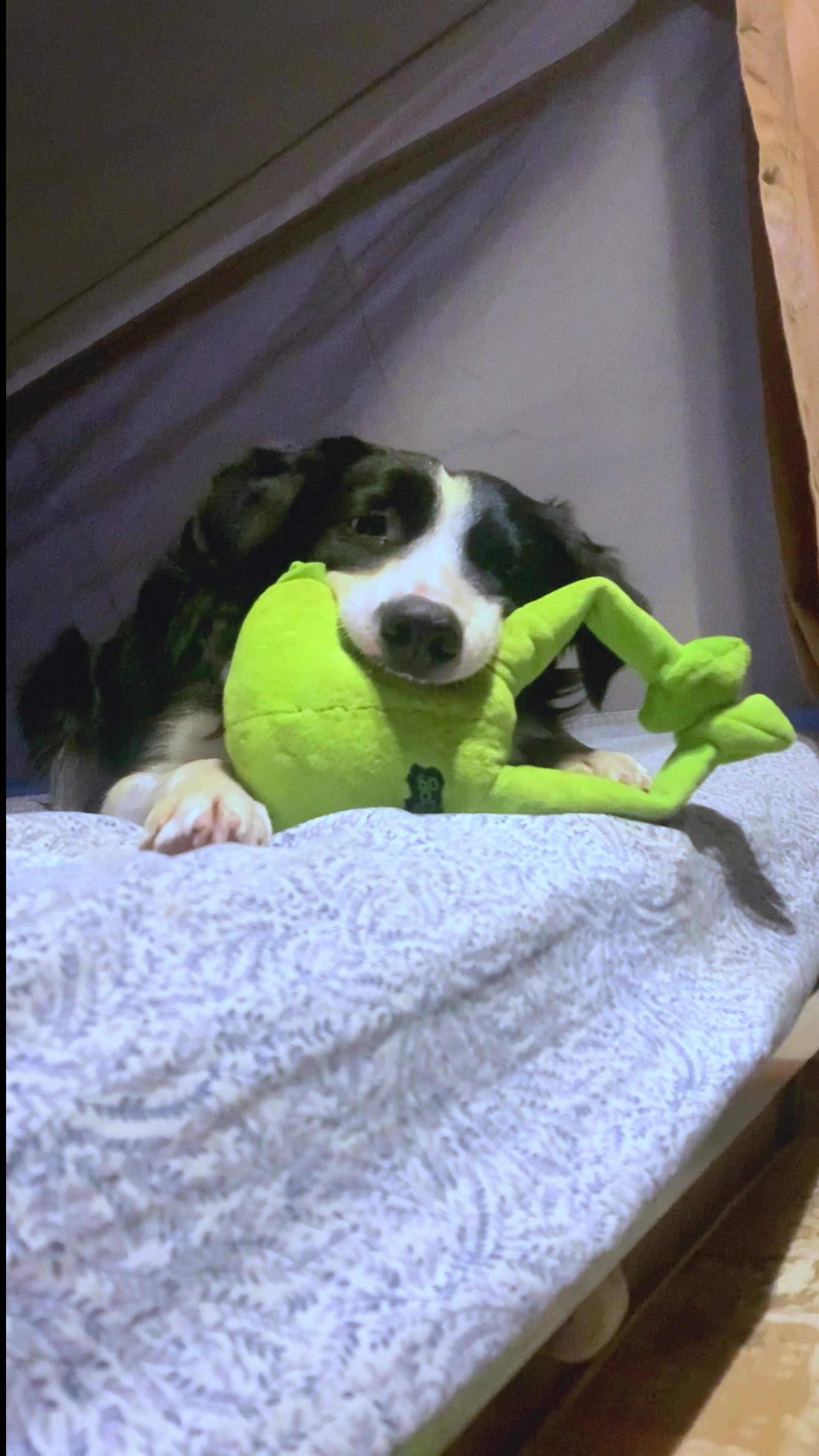 @Made_by_Dog