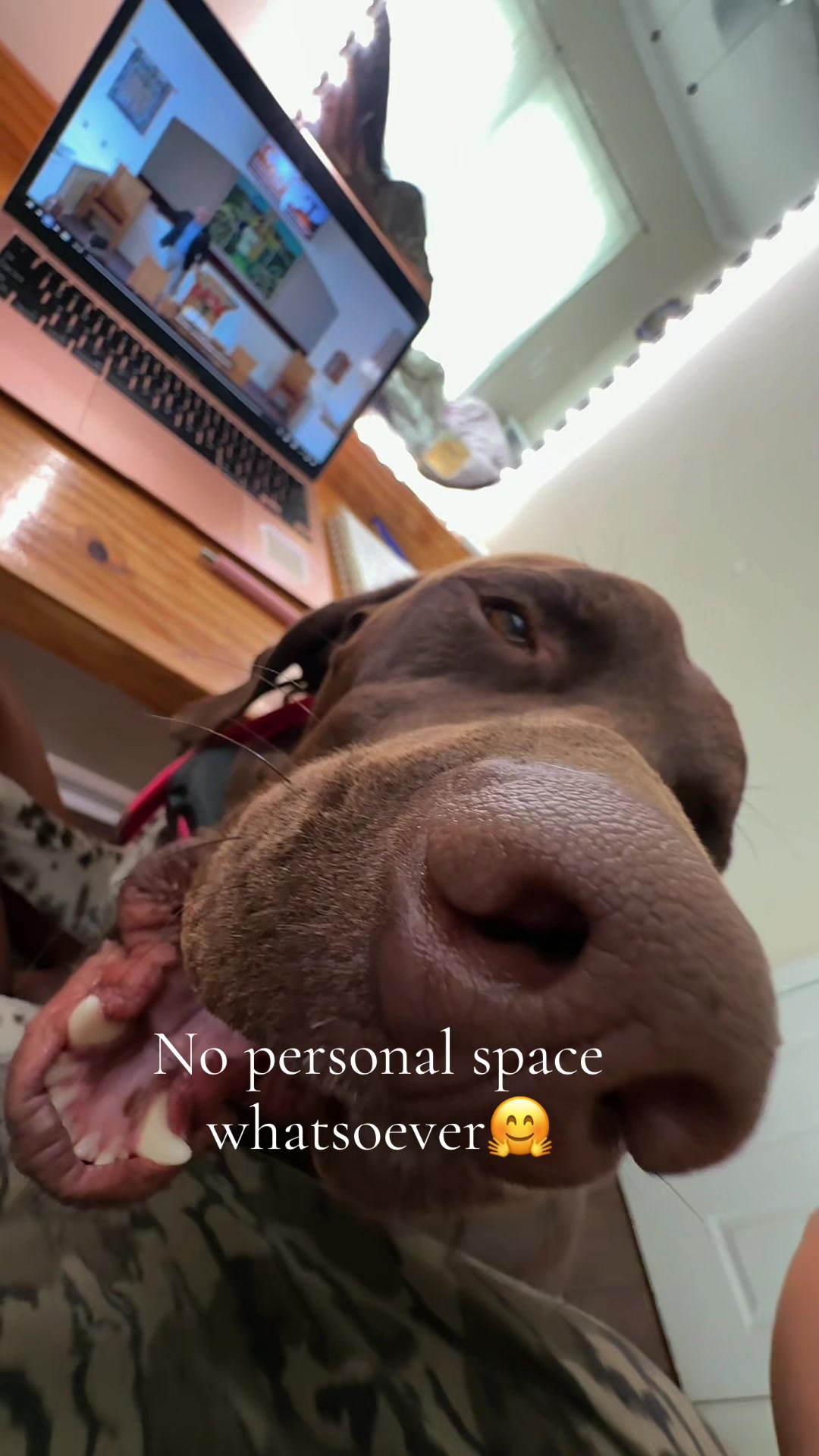 @Goose&Duck🪿🦆