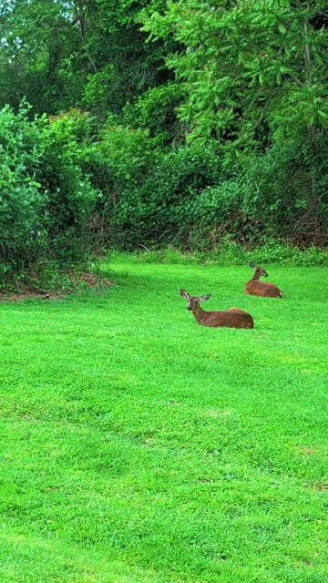 @Sharin&hearts;️🦌🌞🌛&hearts;️
