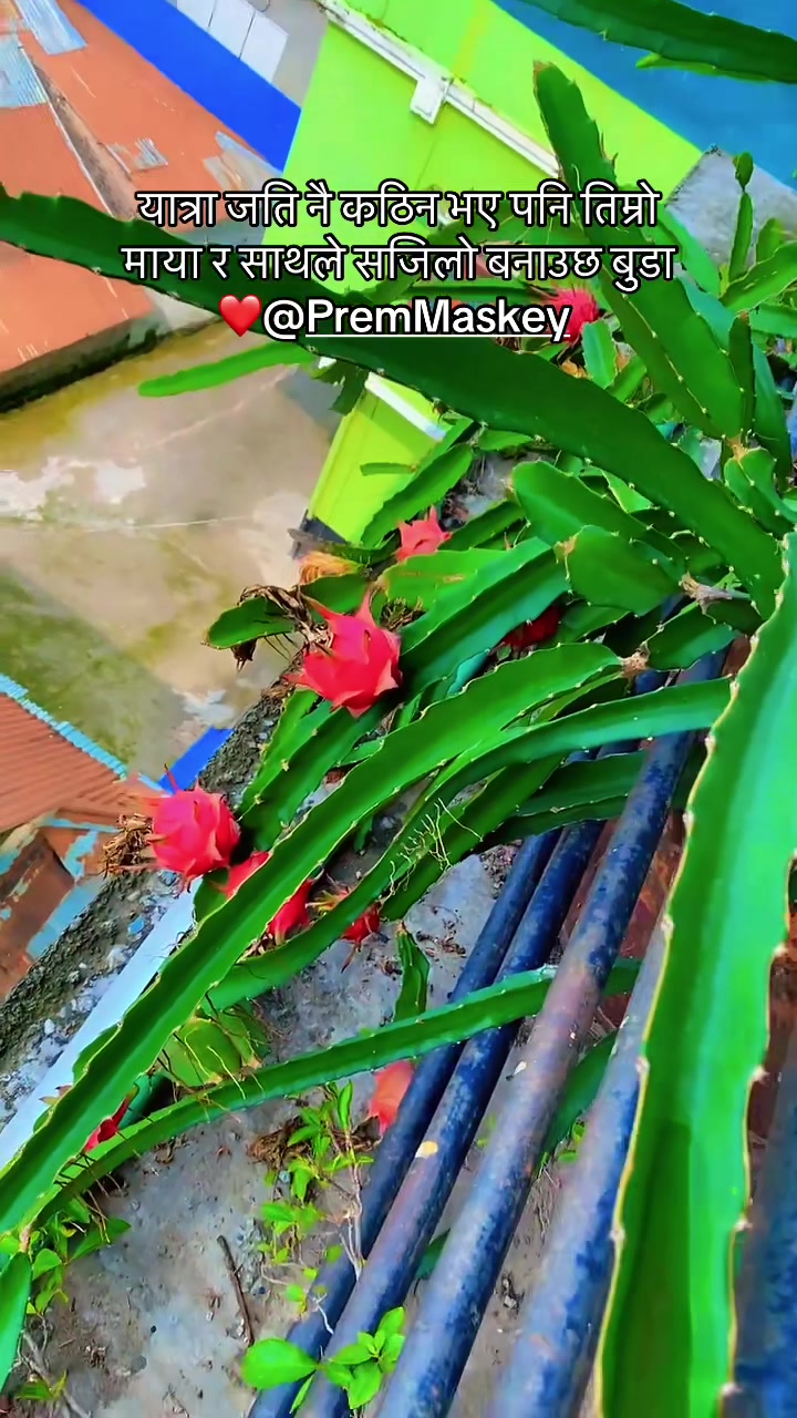 @Renu❤️Prem Maskey🧿