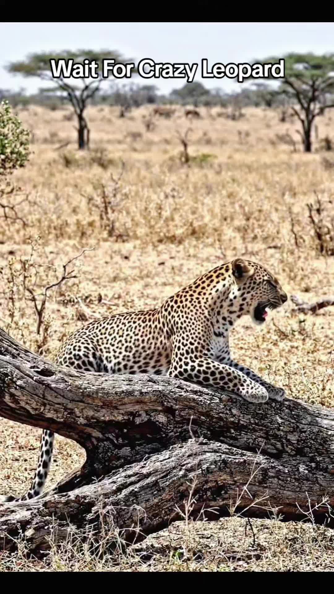 @SafariAnimalsHub