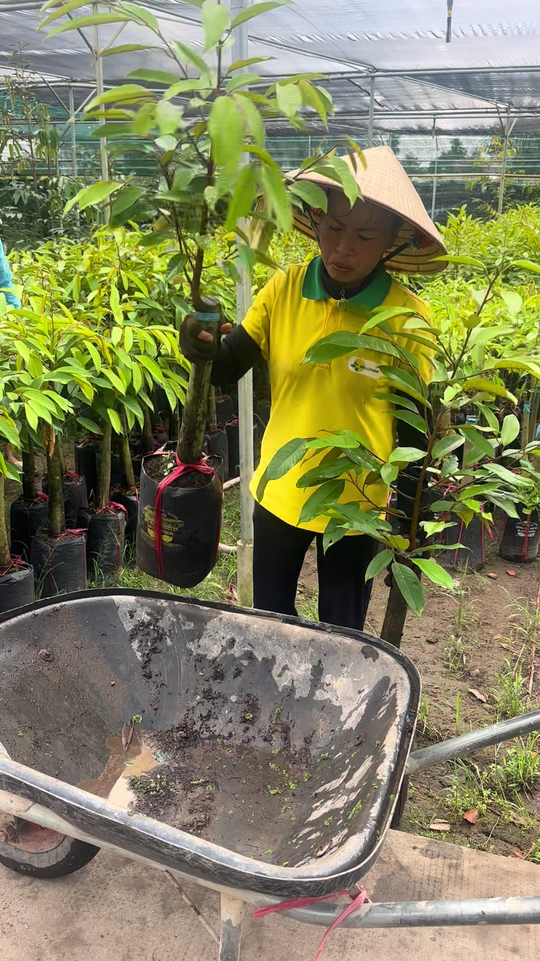 @H&ugrave;ng Chương STCG Welofarm