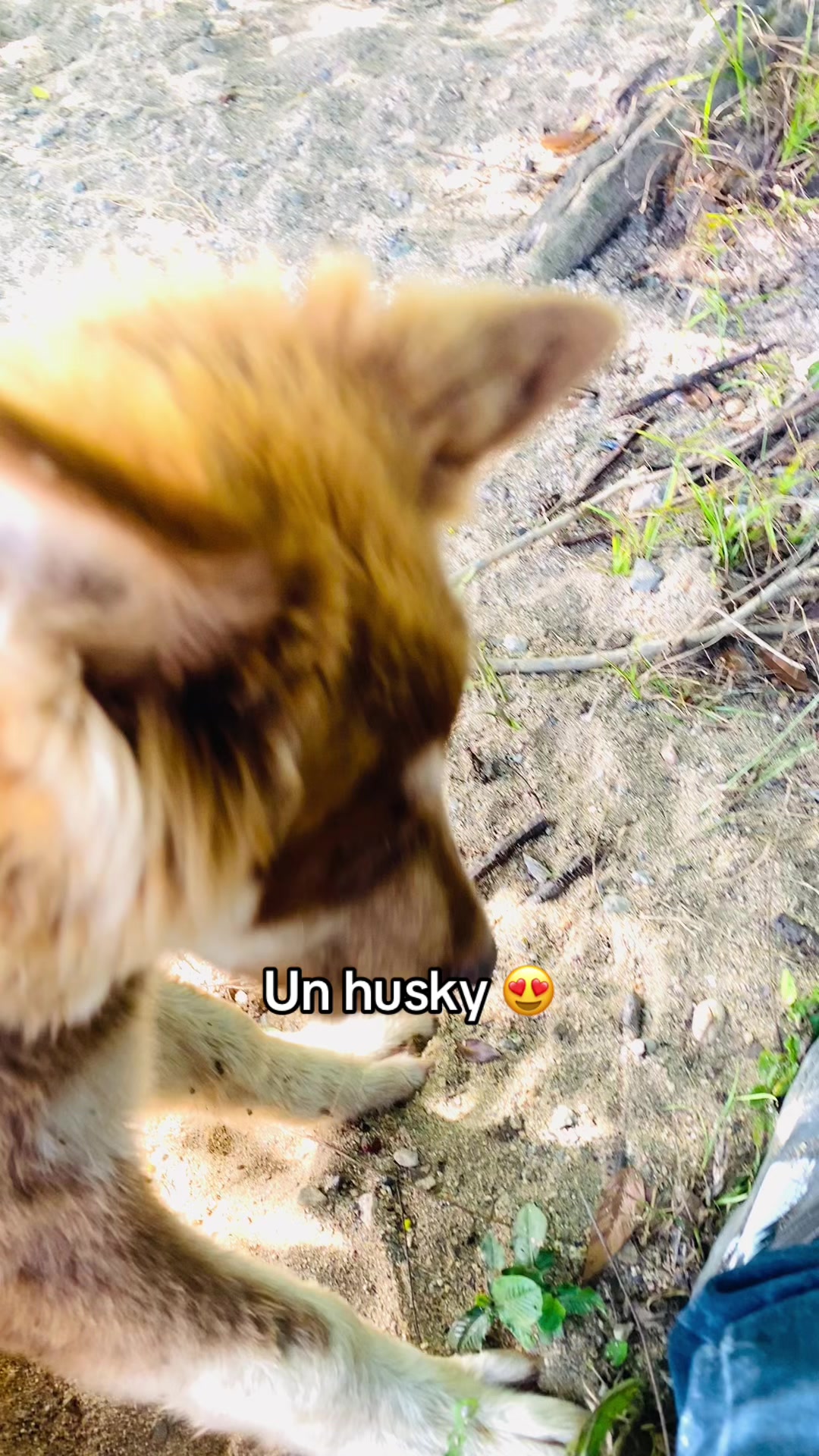 @jhonyguevara26